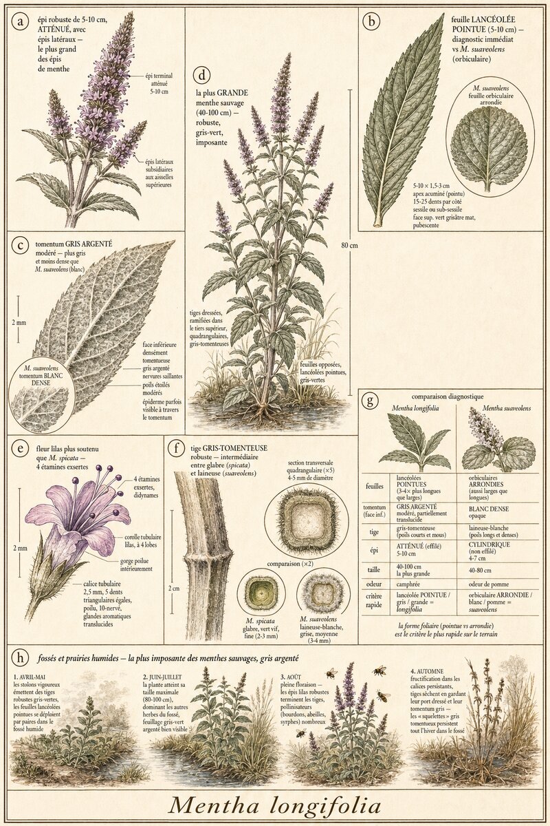 Planche botanique Menthe à longues feuilles