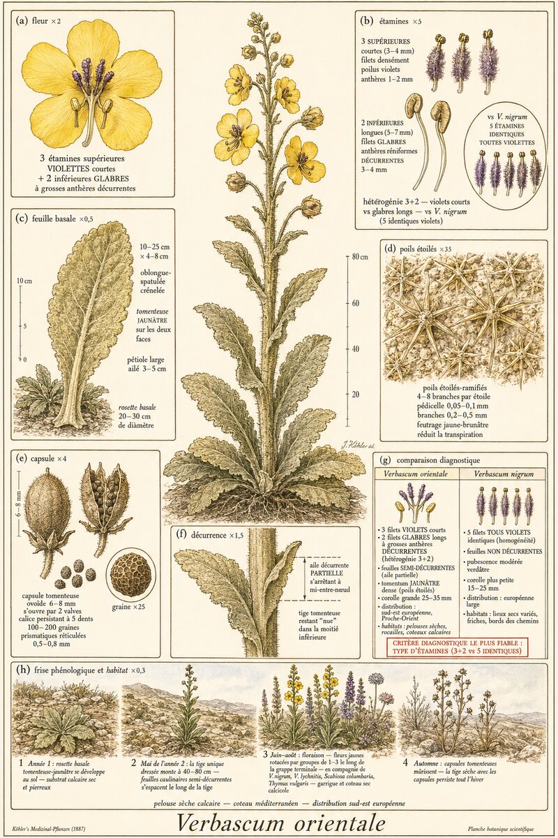 Planche botanique Molène d'Orient