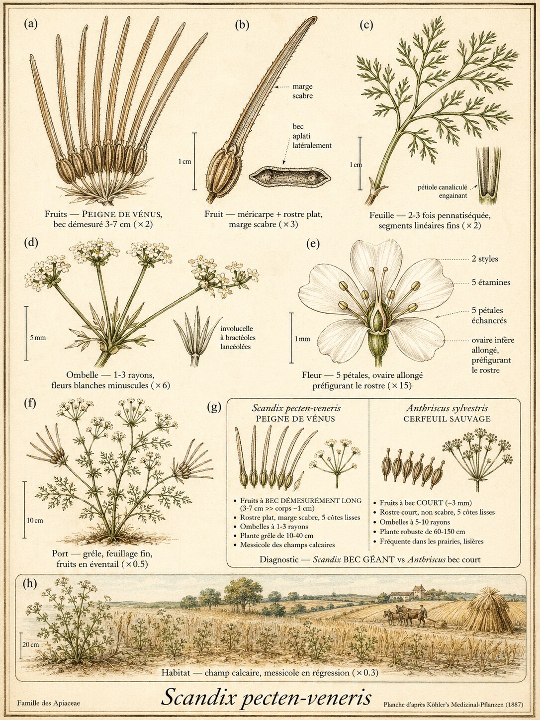 Planche botanique SCANDIX PEIGNE-DE-VÉNUS