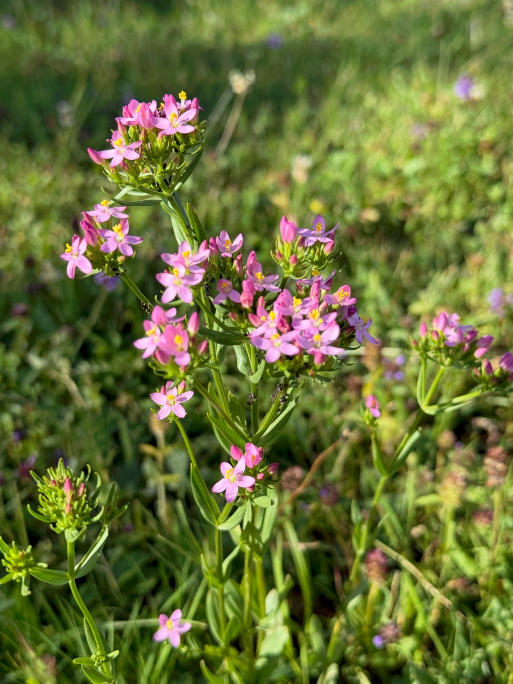 Petite centaurée en fleur