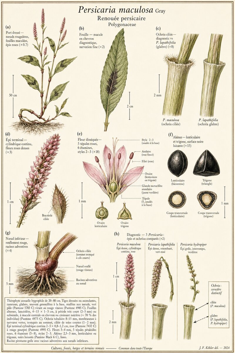 Planche botanique Renouée persicaire
