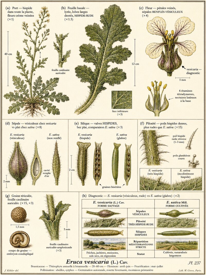 Planche botanique Roquette sauvage
