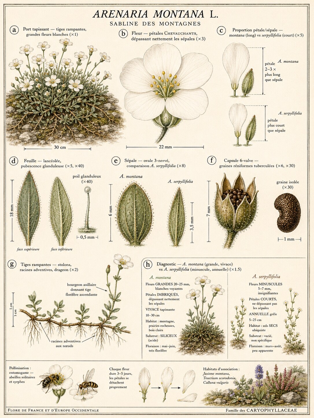 Planche botanique Sabline des montagnes
