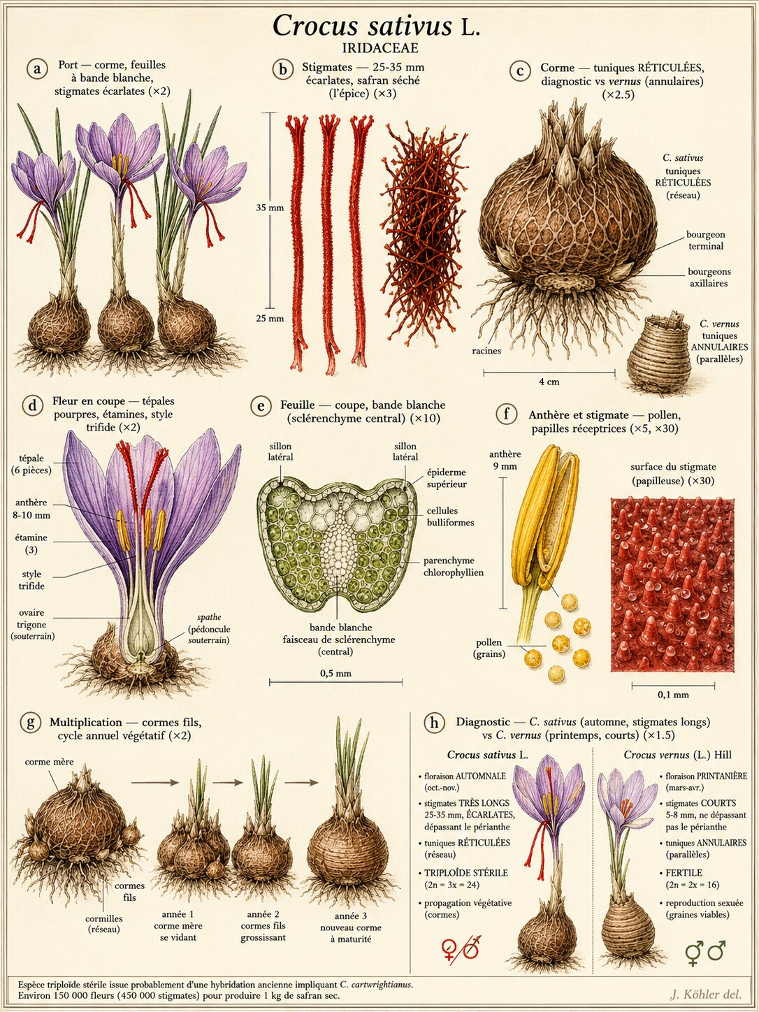 Planche botanique Safran