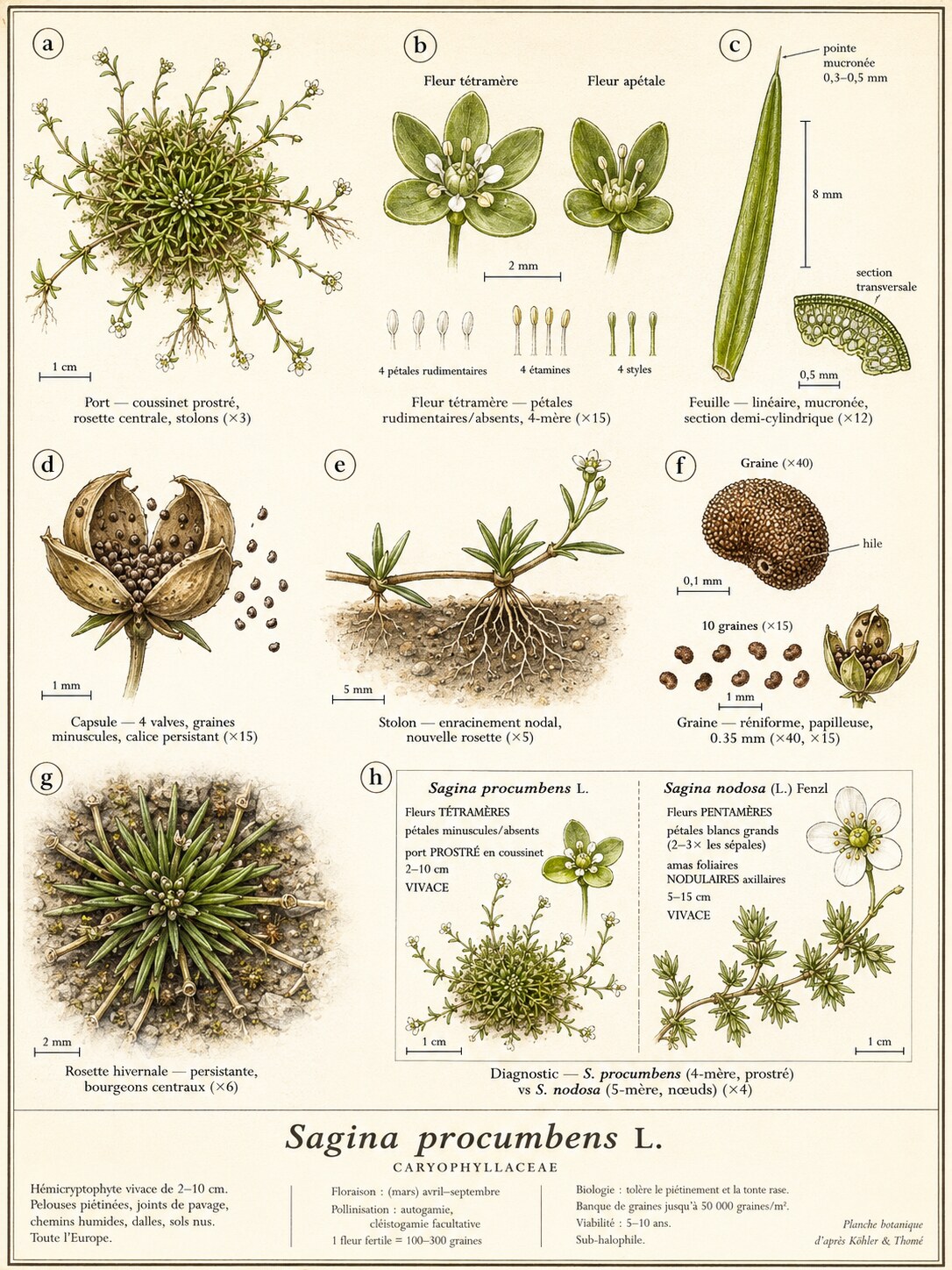 Planche botanique Sagine couchée