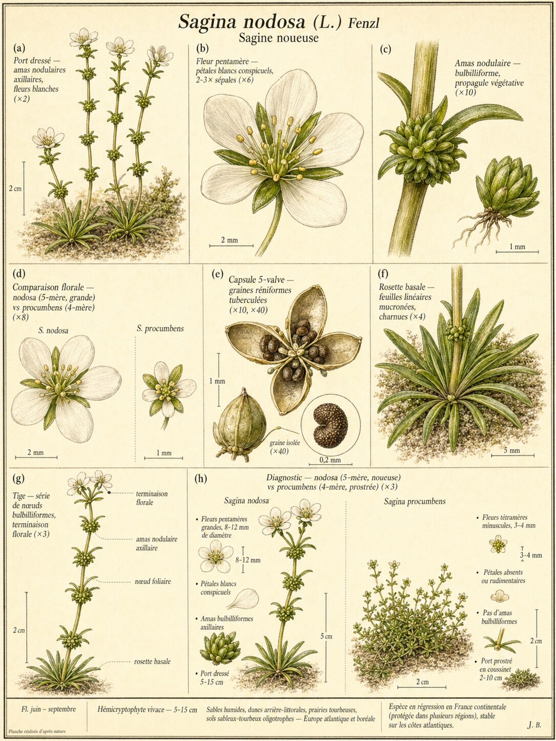 Planche botanique Sagine noueuse