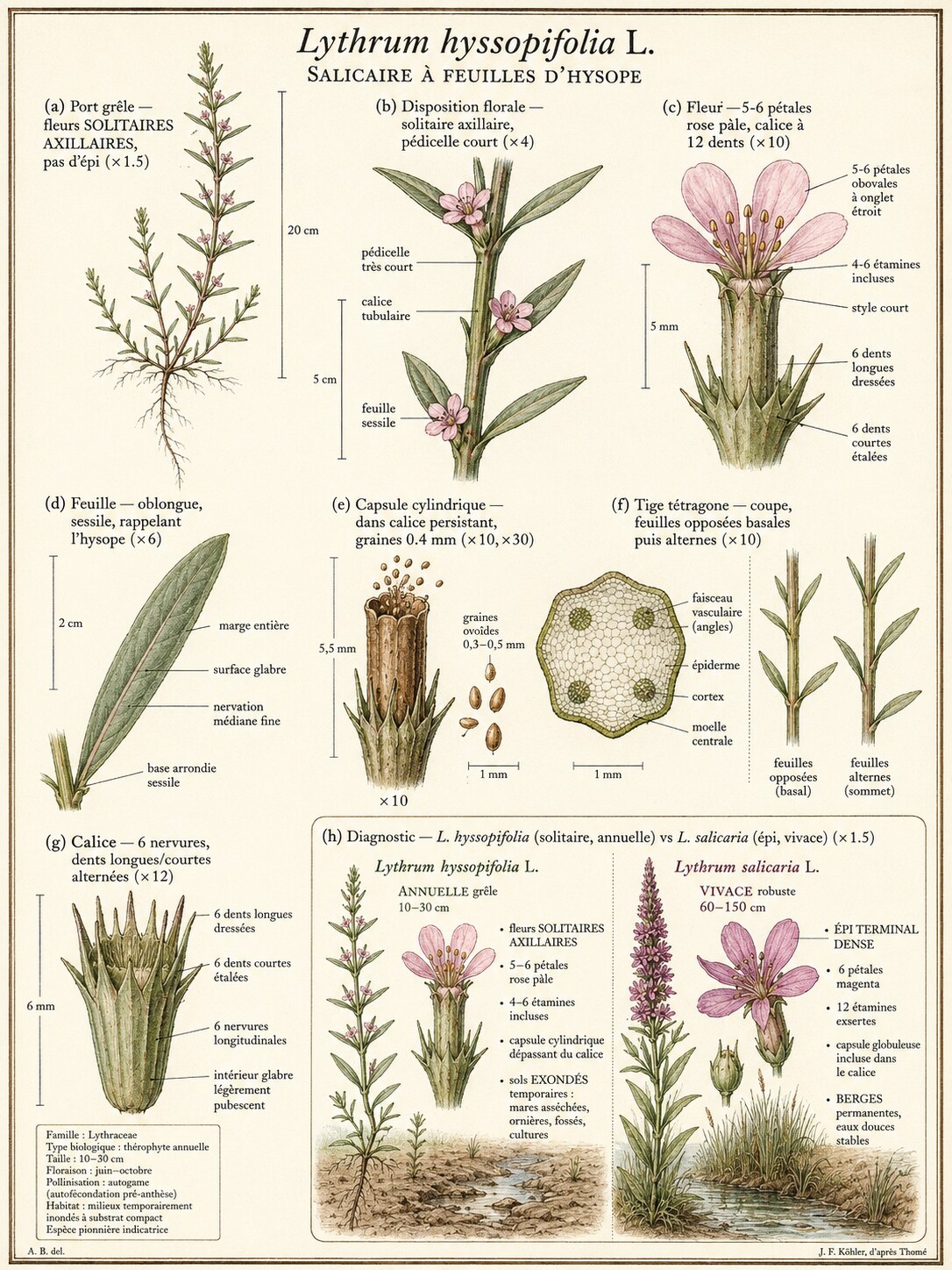 Planche botanique Salicaire à feuilles d'hysope