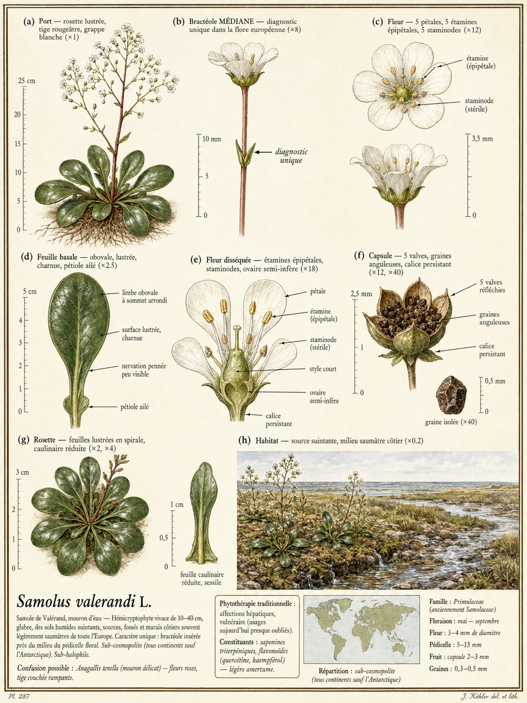 Planche botanique Samole de Valérand