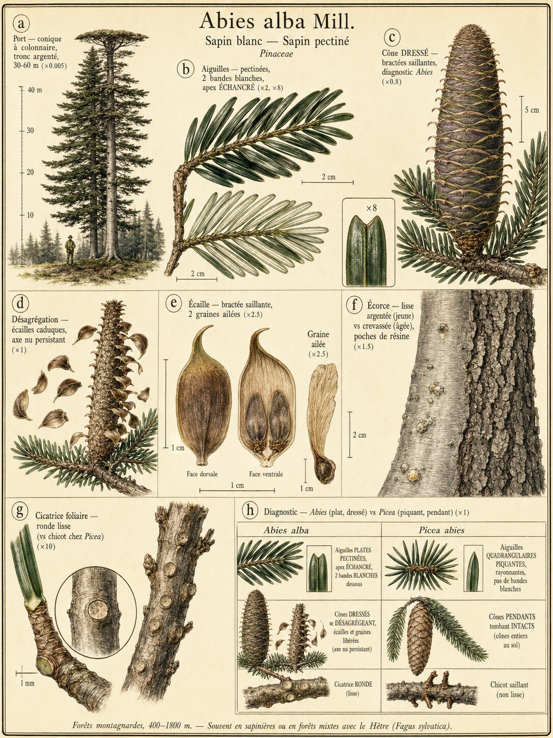 Planche botanique Sapin blanc