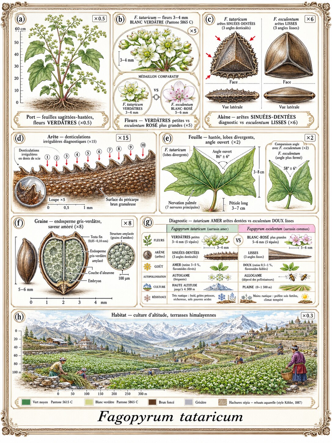 Planche botanique Sarrasin de Tartarie