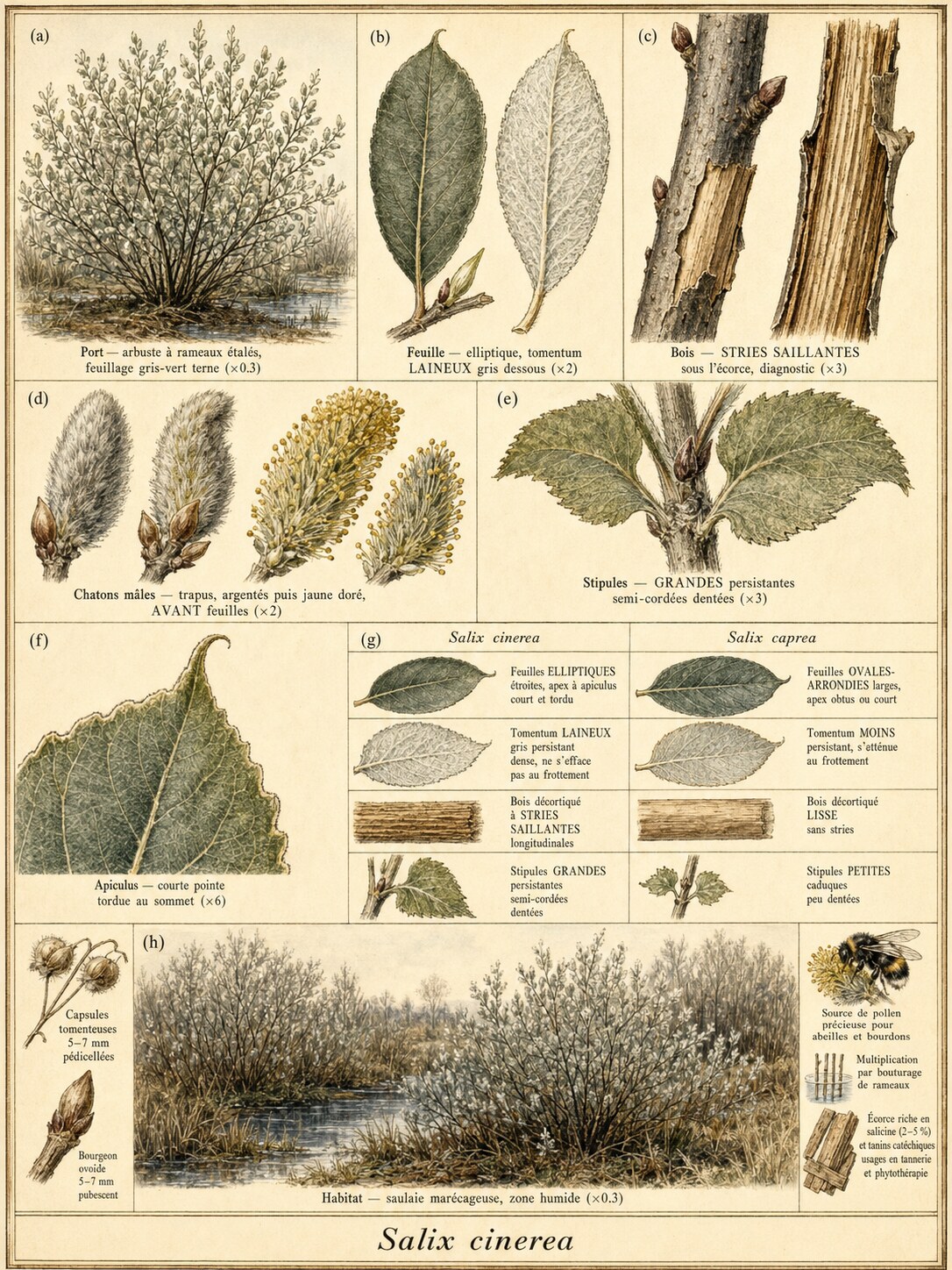 Planche botanique SAULE CENDRÉ