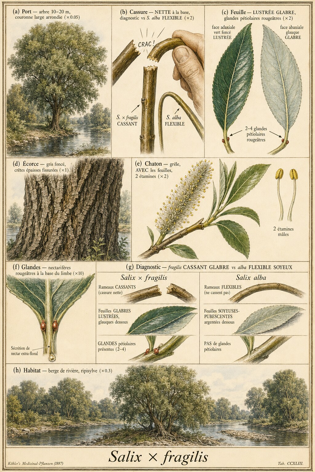 Planche botanique SAULE FRAGILE