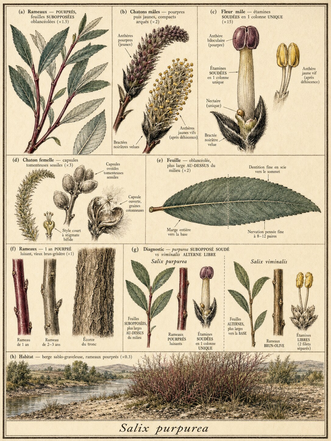 Planche botanique SAULE POURPRE