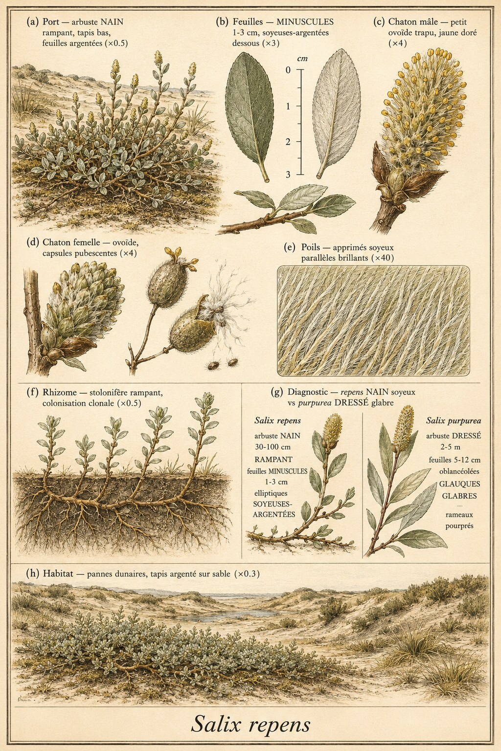 Planche botanique SAULE RAMPANT