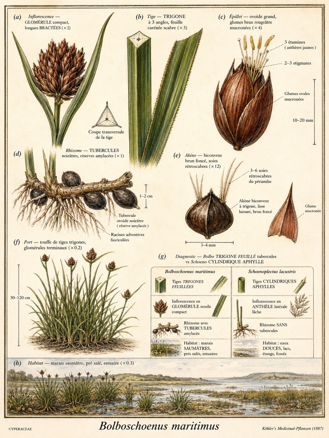 Planche botanique SCIRPE MARITIME