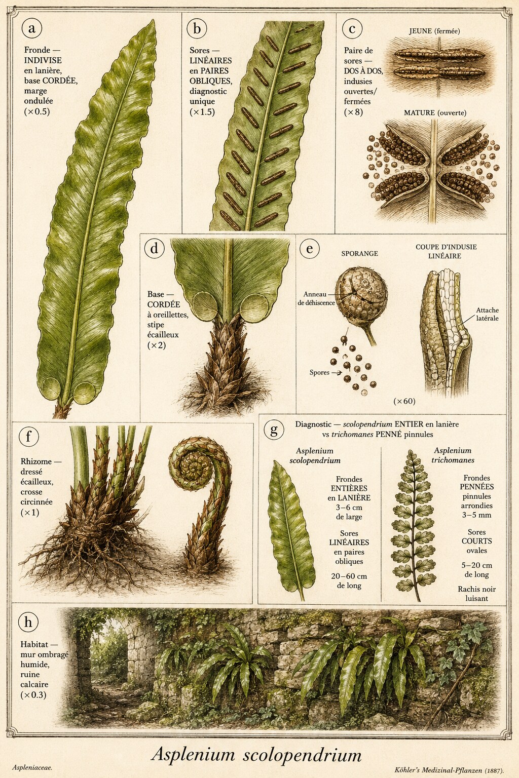 Planche botanique SCOLOPENDRE