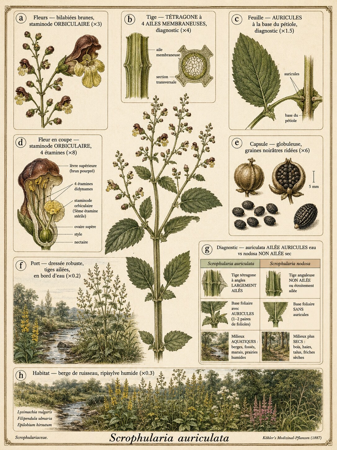 Planche botanique SCROFULAIRE AQUATIQUE