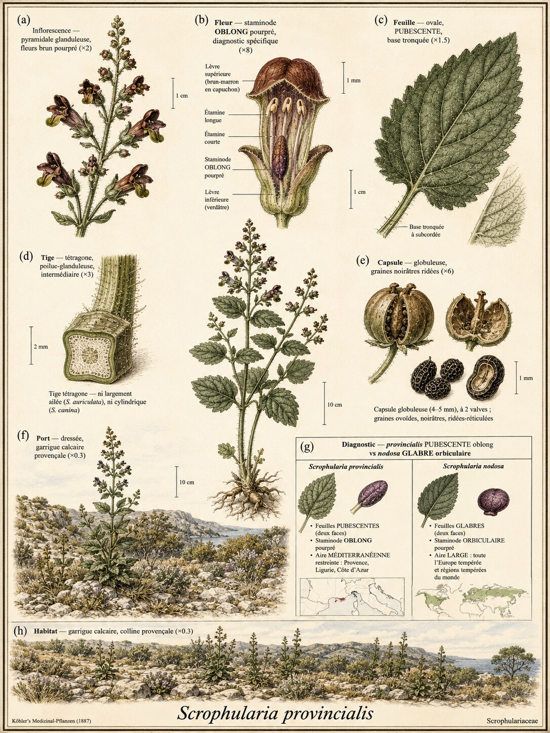 Planche botanique SCROFULAIRE DE PROVENCE