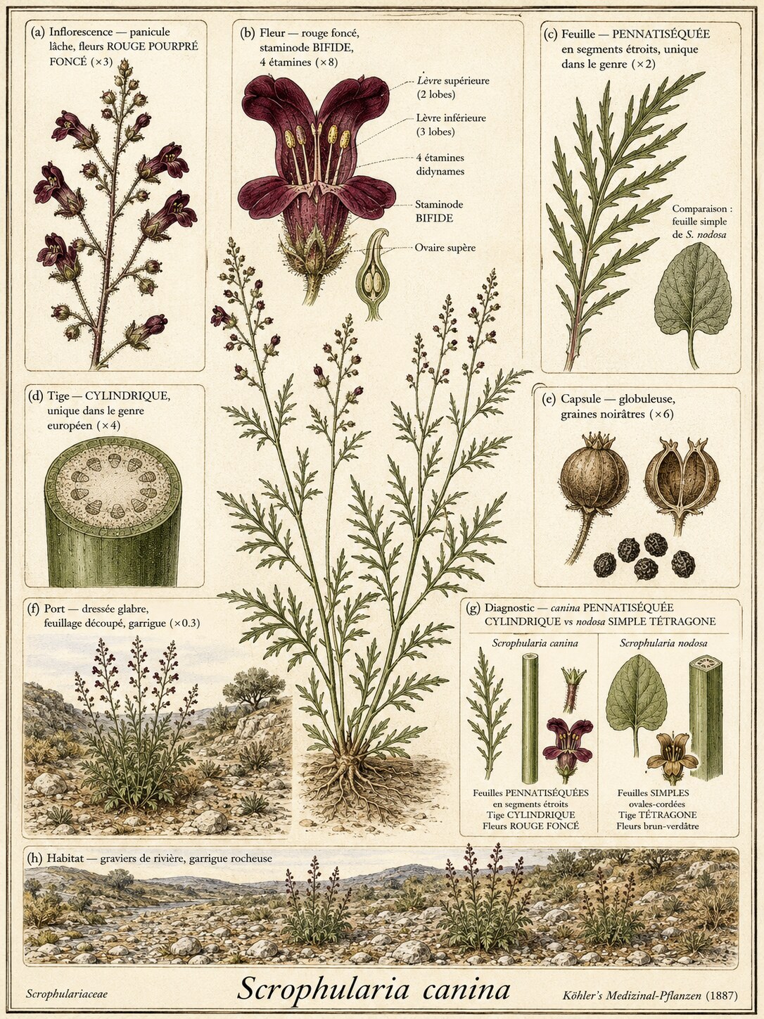 Planche botanique SCROFULAIRE DES CHIENS