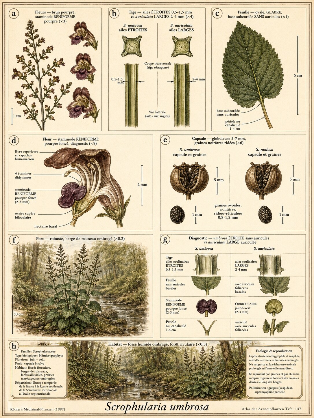 Planche botanique SCROFULAIRE DES OMBRAGES