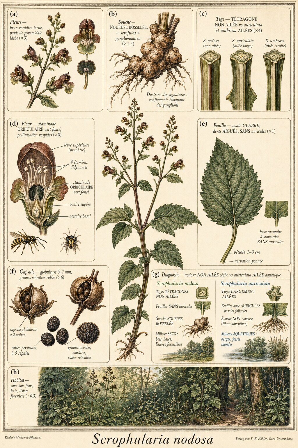 Planche botanique SCROFULAIRE NOUEUSE