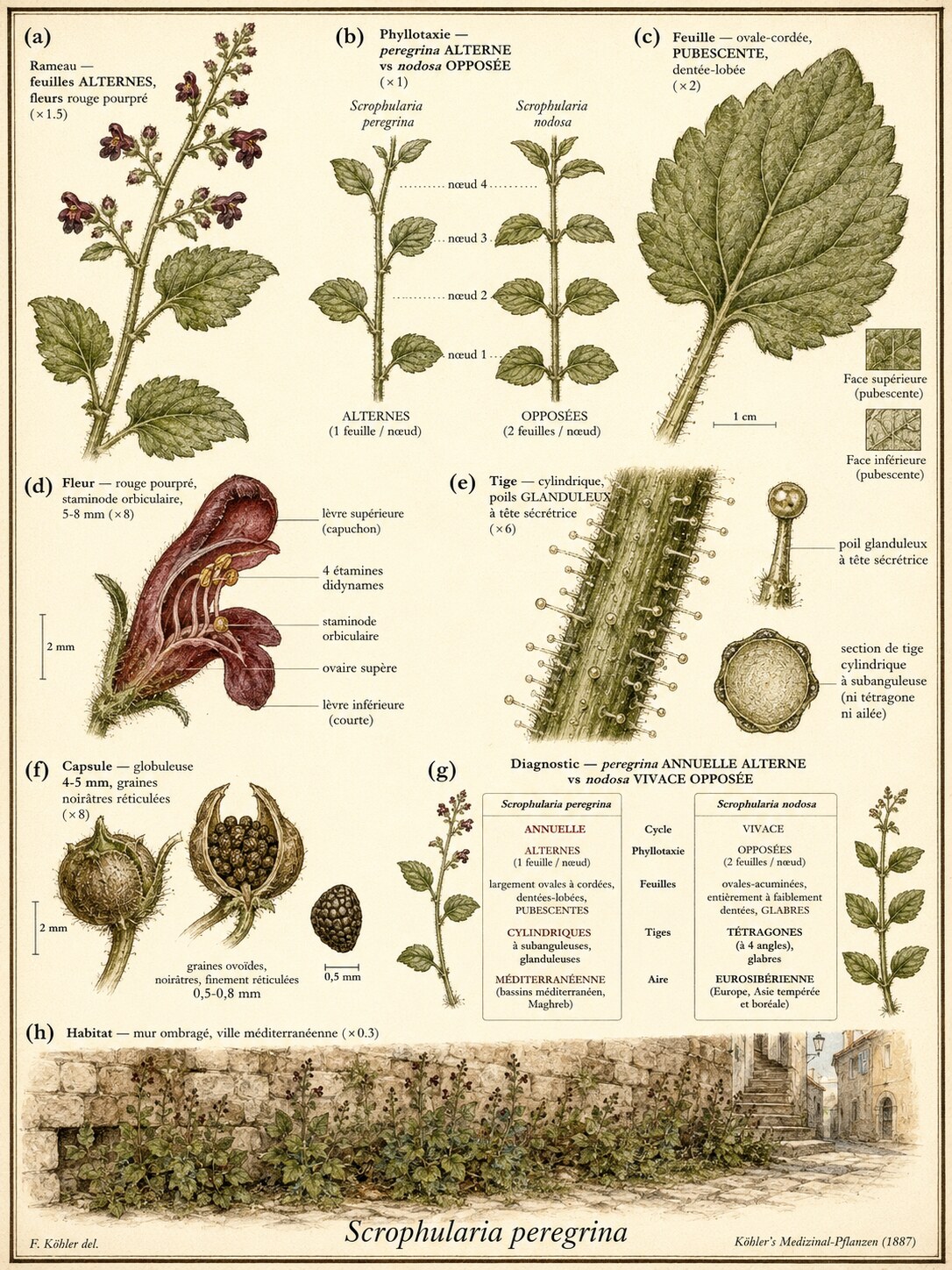 Planche botanique SCROFULAIRE DU PÉLOPONNÈSE