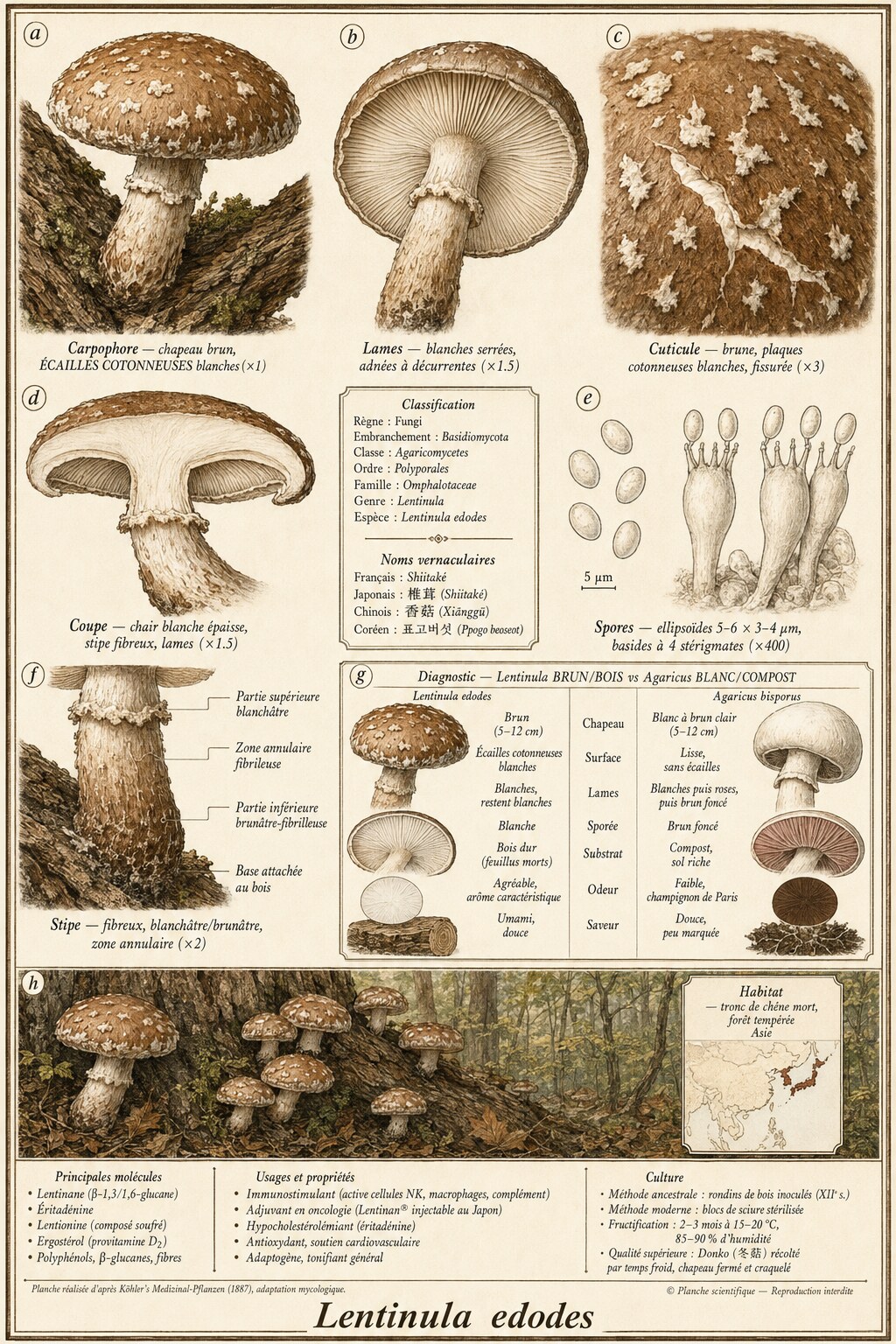 Planche botanique SHIITAKE