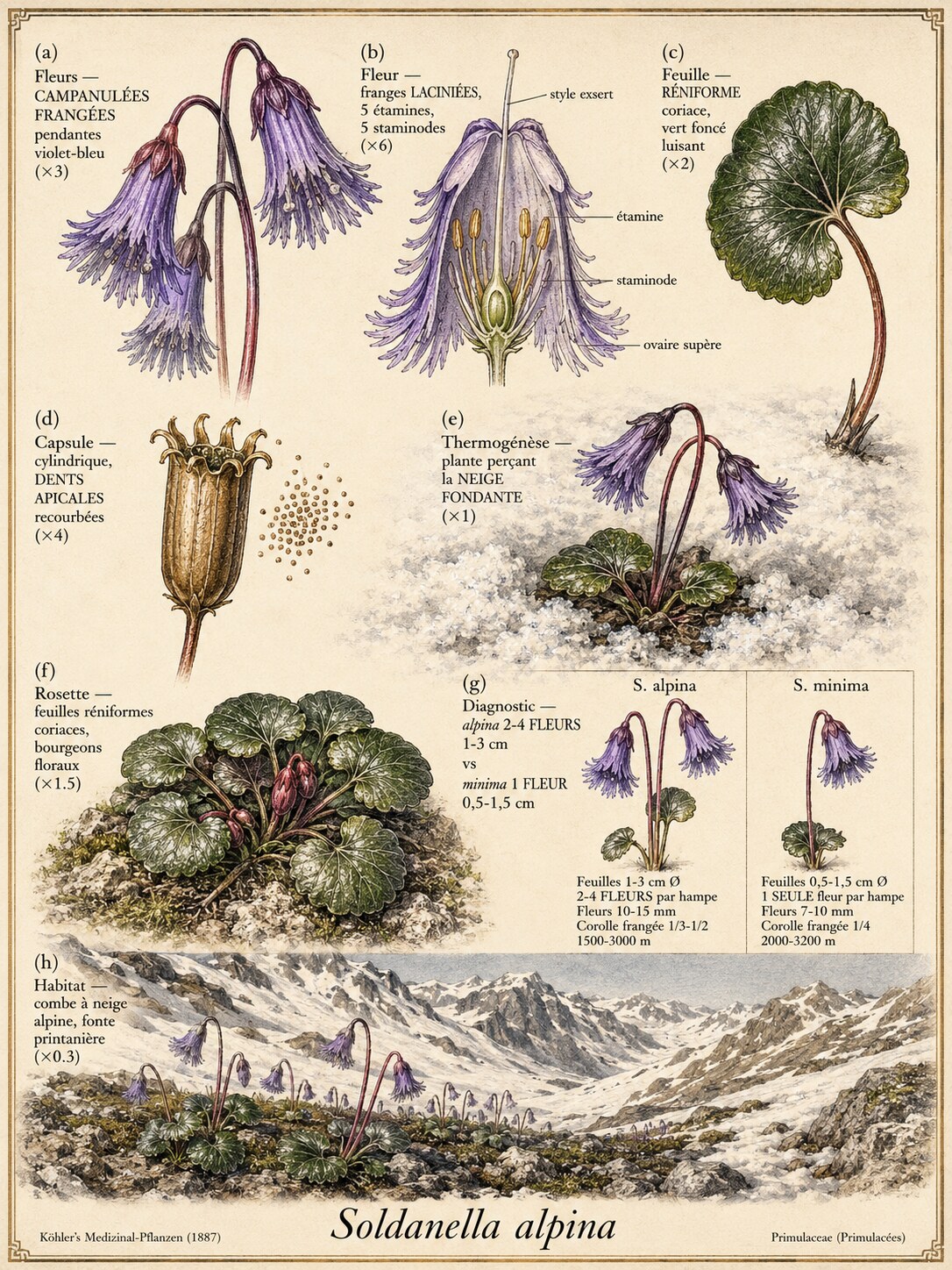 Planche botanique SOLDANELLE DES ALPES