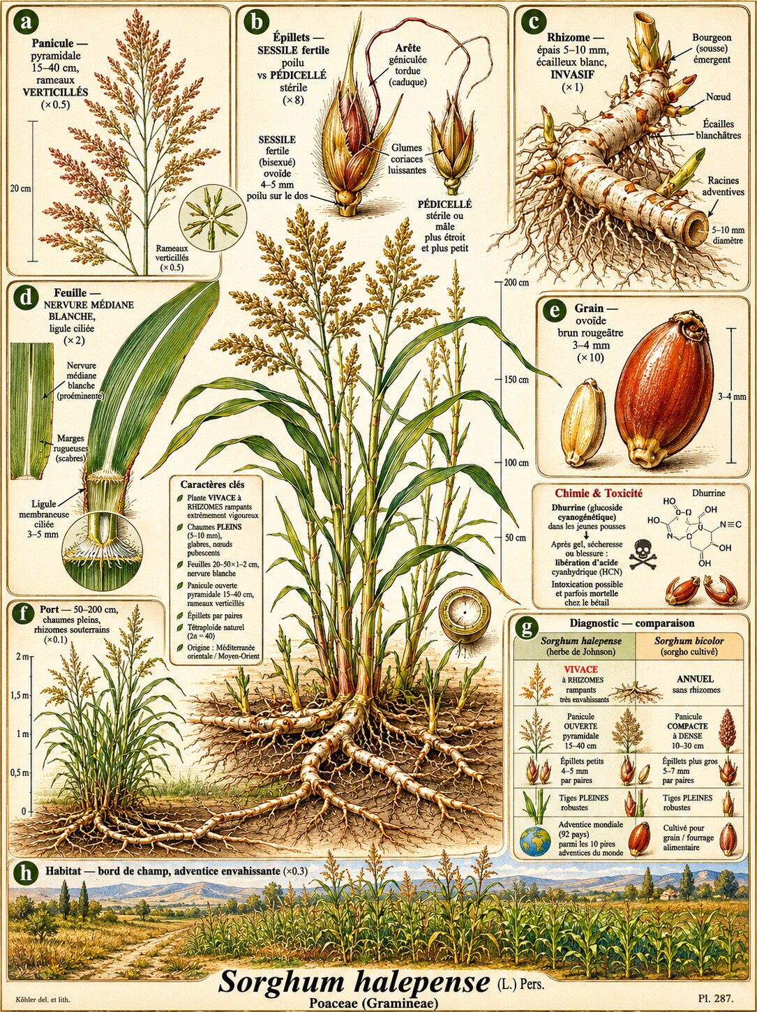 Planche botanique SORGHO D’ALEP