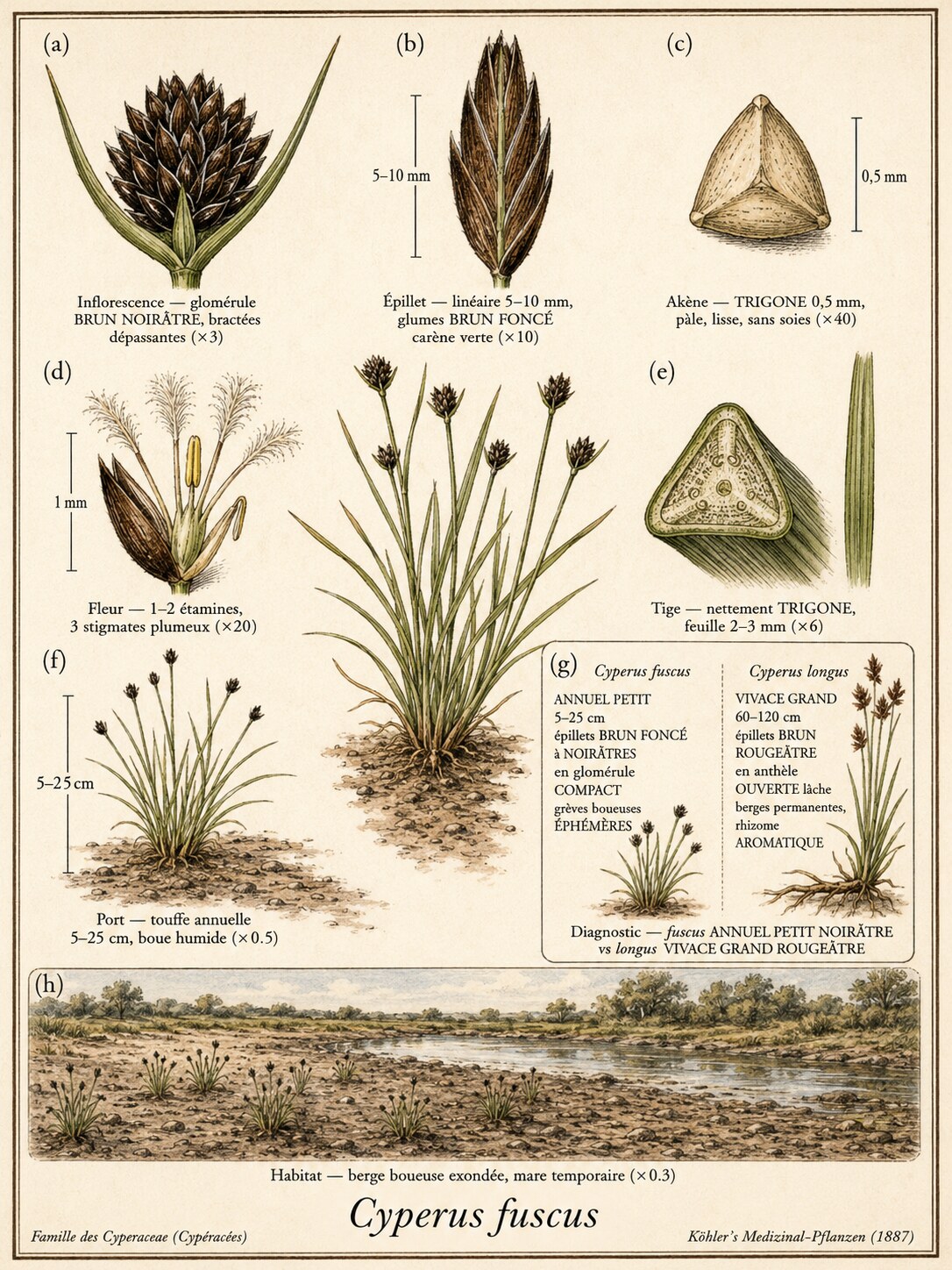 Planche botanique SOUCHET BRUN