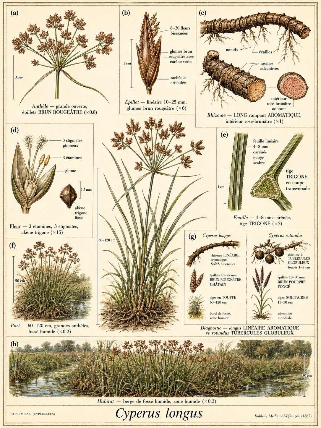Planche botanique SOUCHET LONG