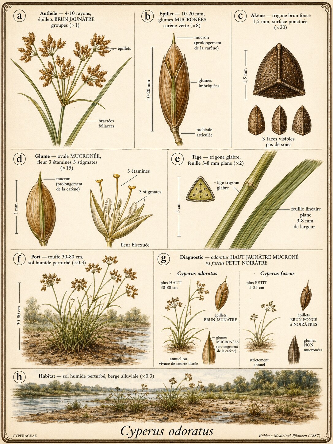 Planche botanique SOUCHET ODORANT