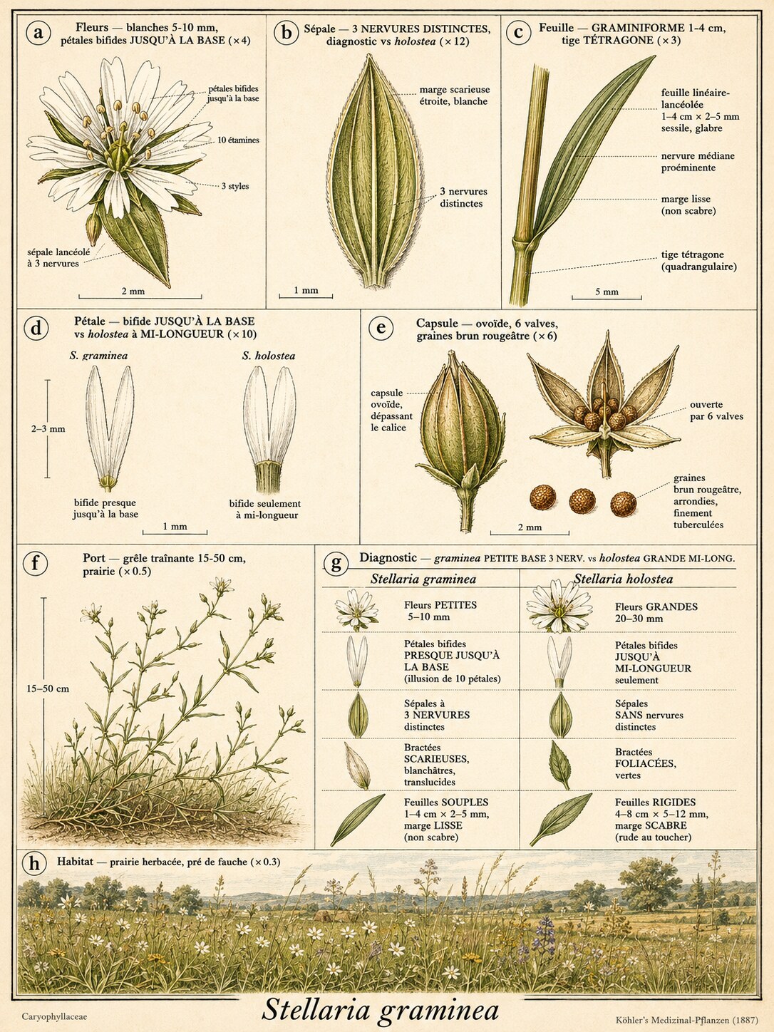 Planche botanique STELLAIRE GRAMINÉE