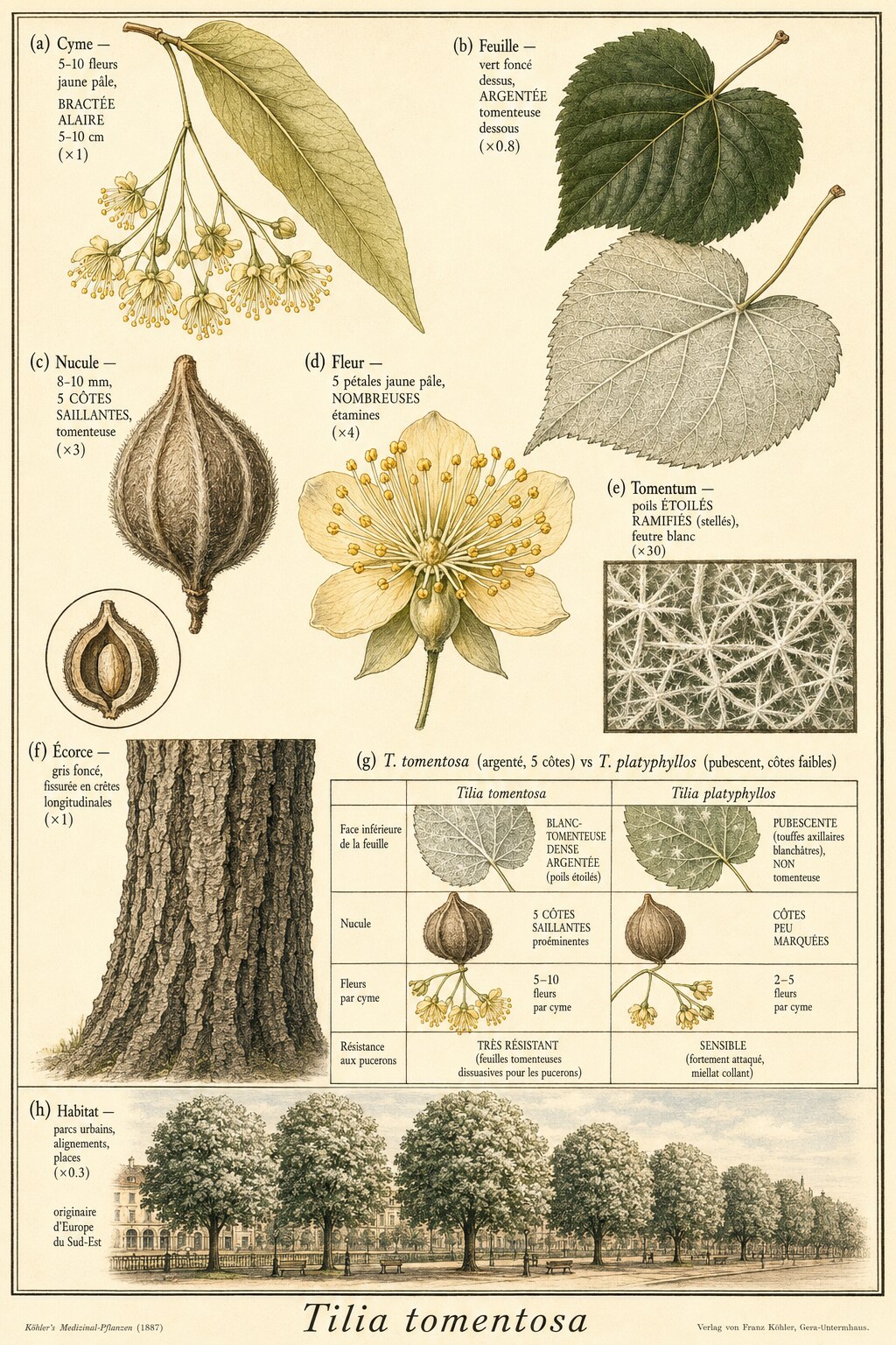 Planche botanique TILLEUL ARGENTÉ