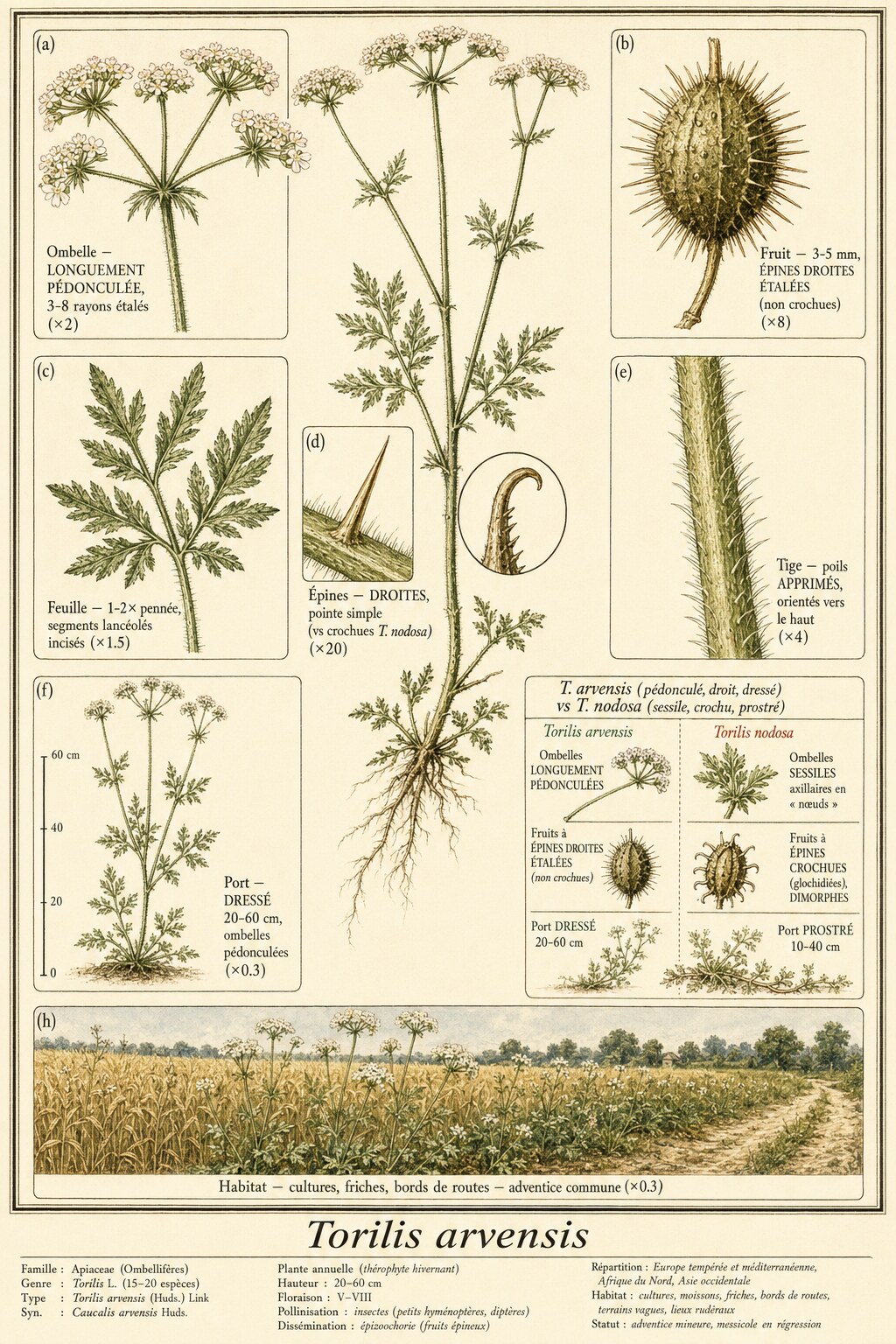 Planche botanique TORILIS DES CHAMPS