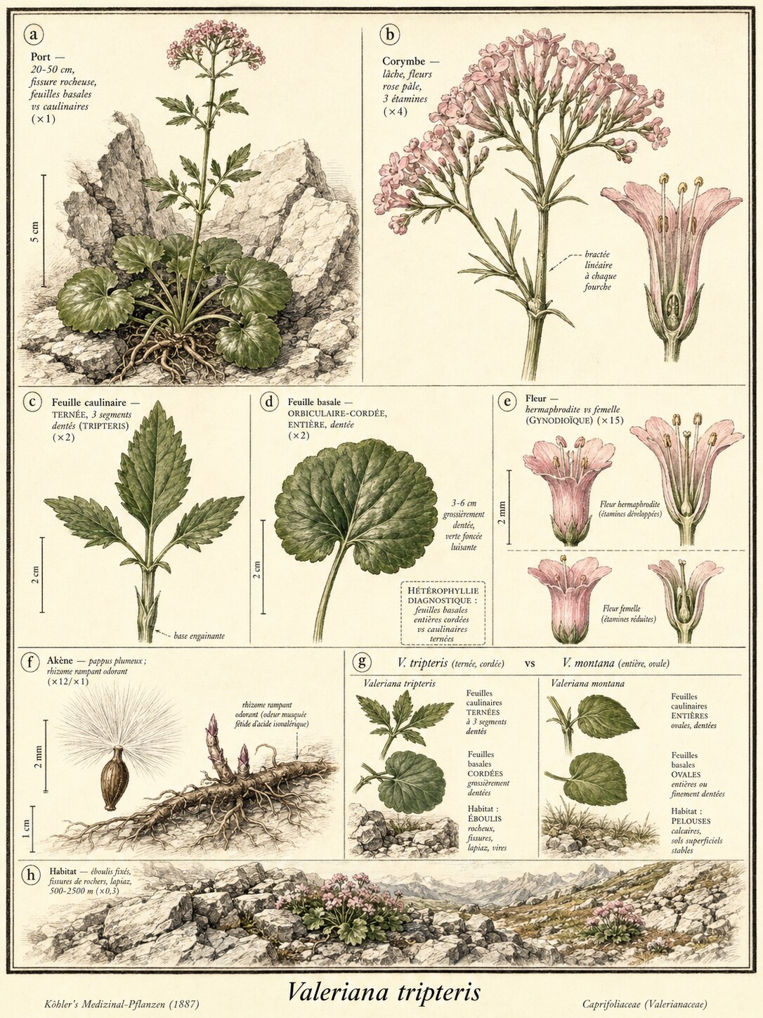 Planche botanique VALÉRIANE TRIPTÈRE