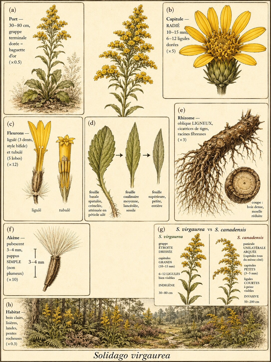 Planche botanique VERGE-D’OR