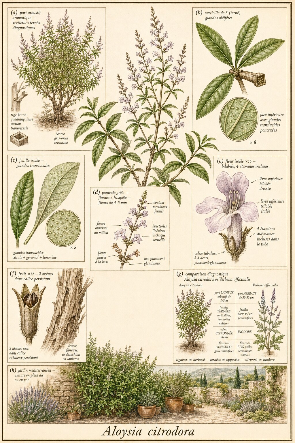 Planche botanique VERVEINE CITRONNÉE