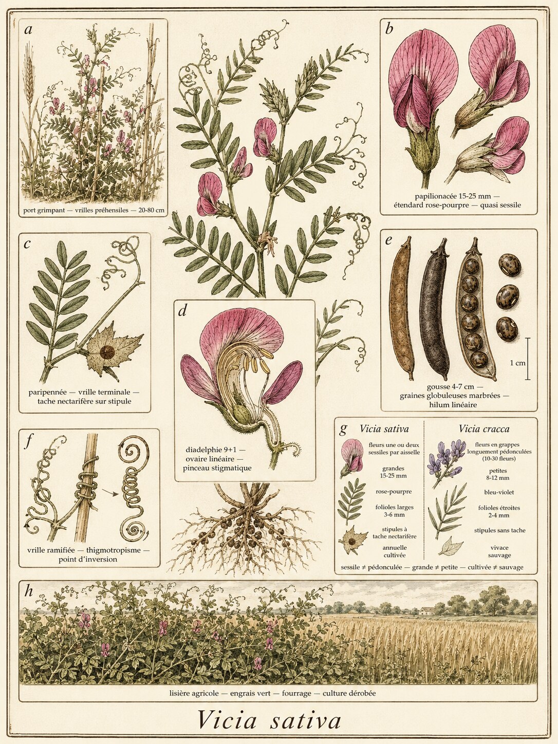 Planche botanique VESCE COMMUNE