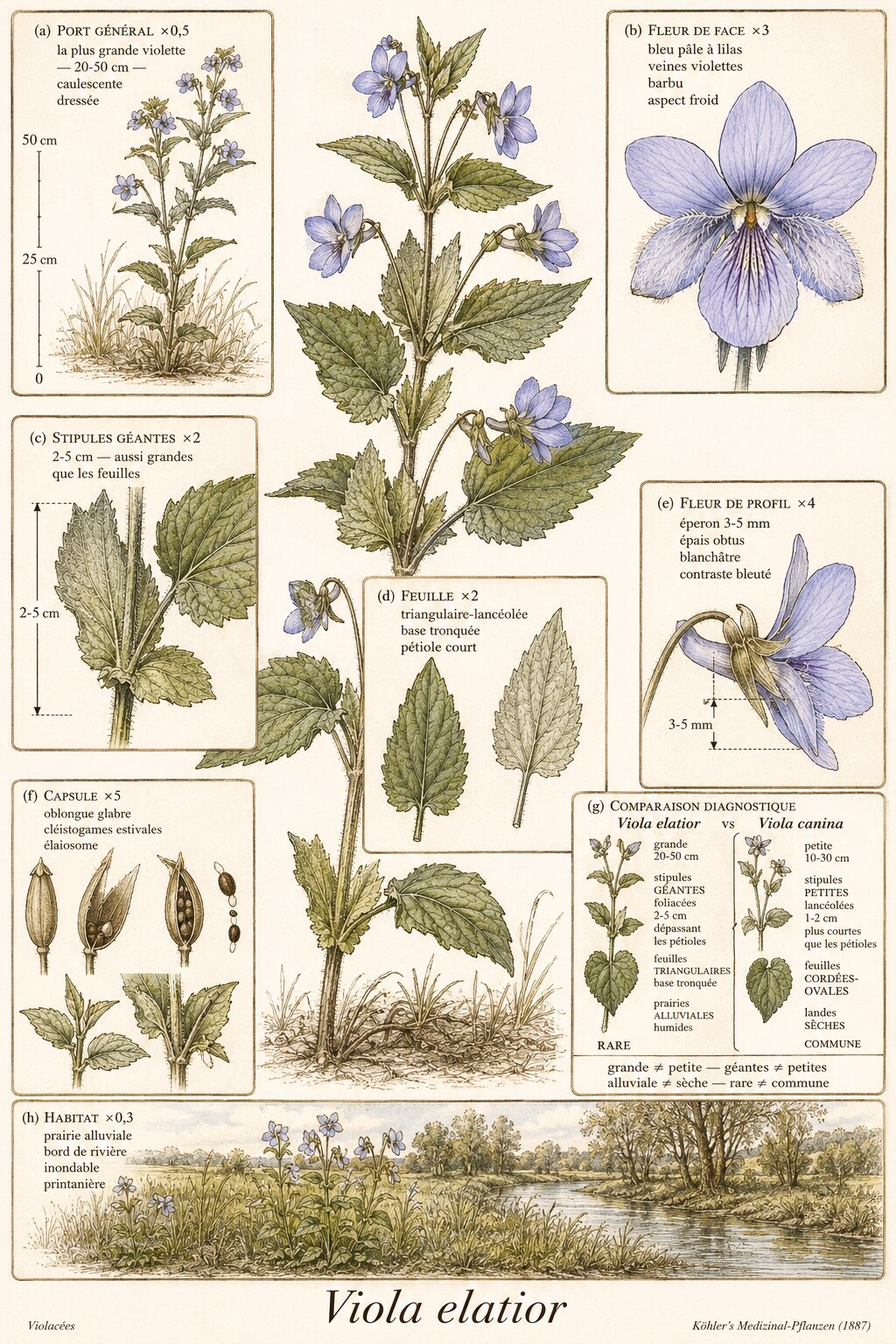 Planche botanique VIOLETTE ÉLEVÉE