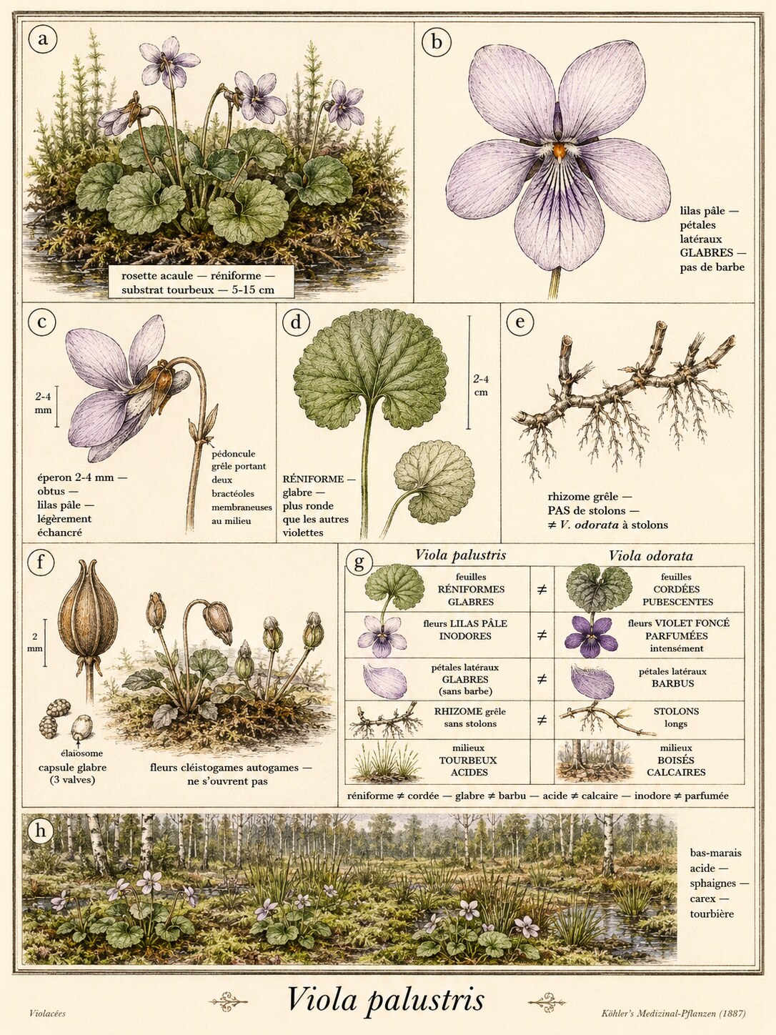Planche botanique VIOLETTE DES MARAIS