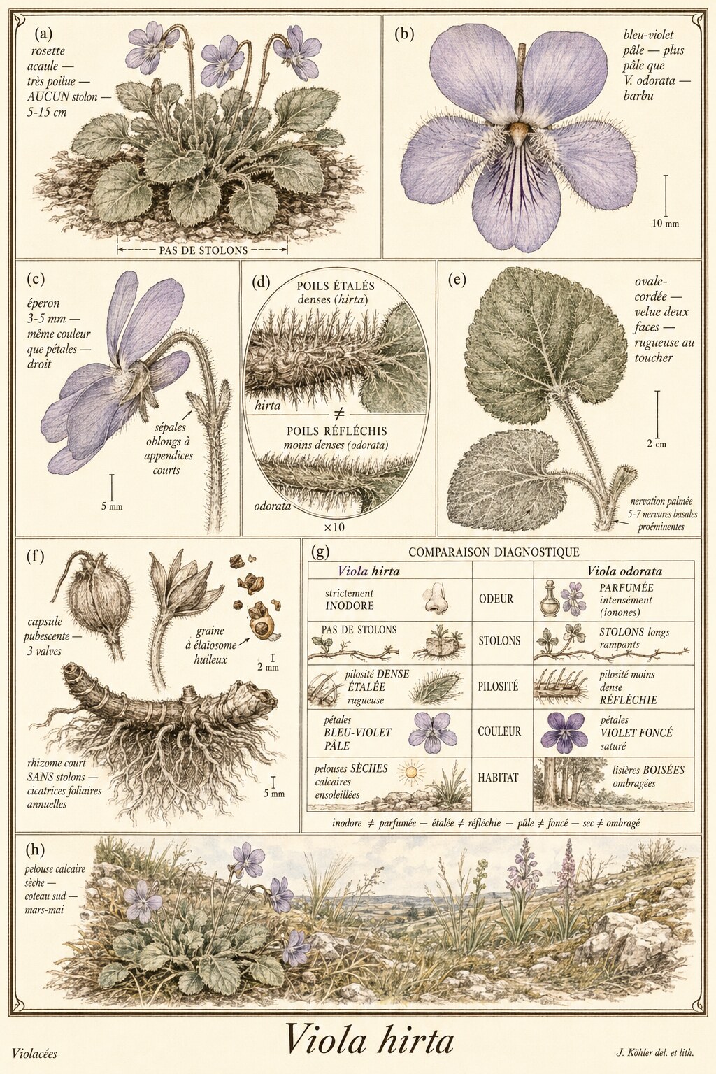 Planche botanique VIOLETTE HÉRISSÉE