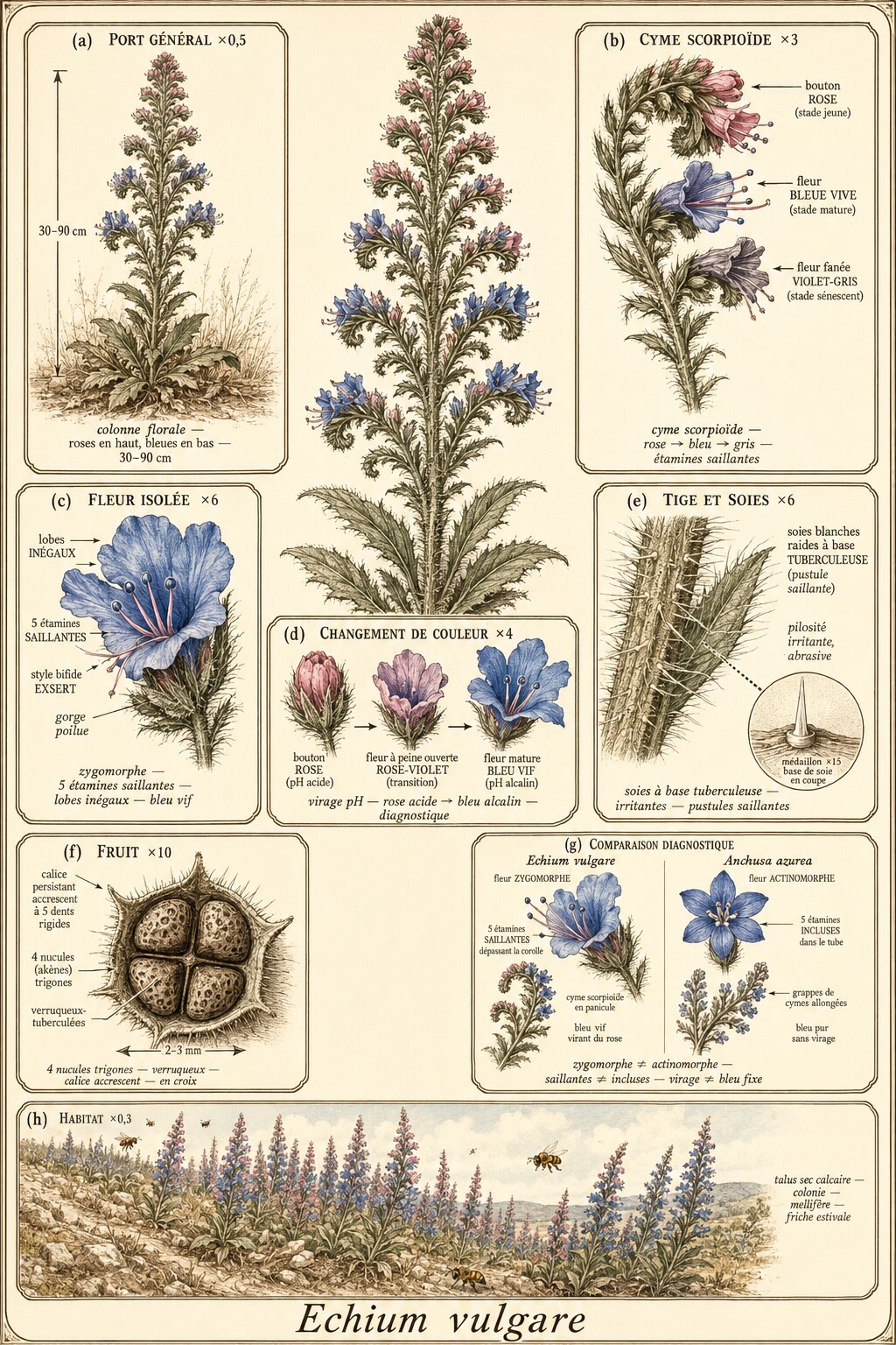 Planche botanique VIPÉRINE COMMUNE