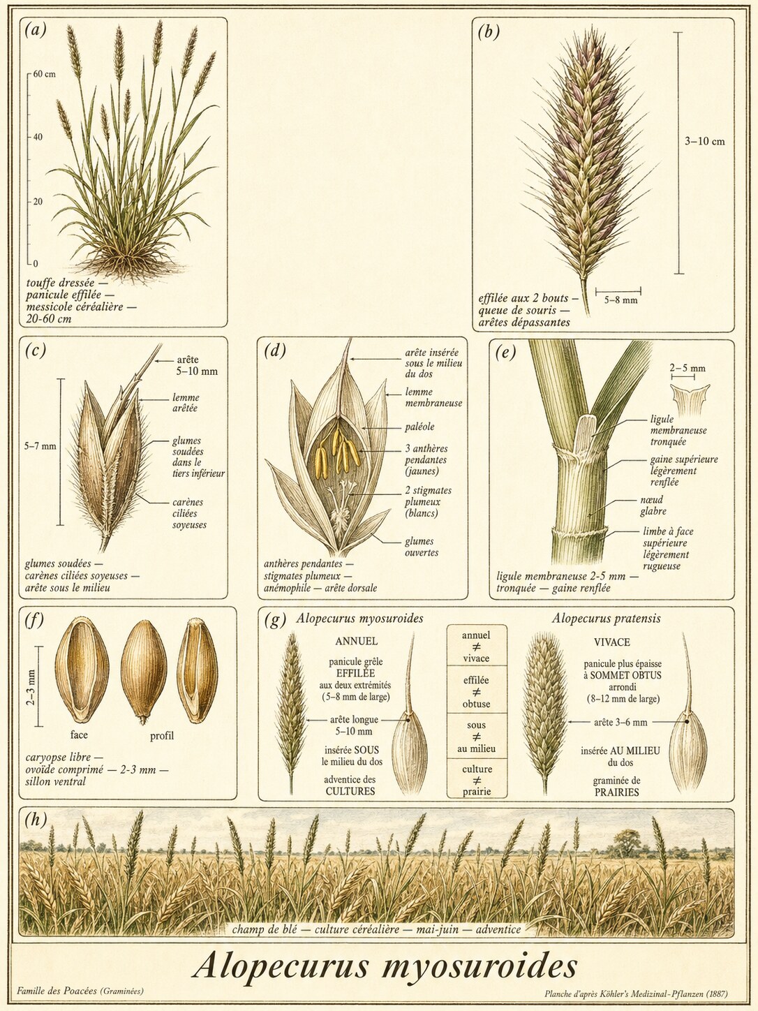 Planche botanique VULPIN DES CHAMPS