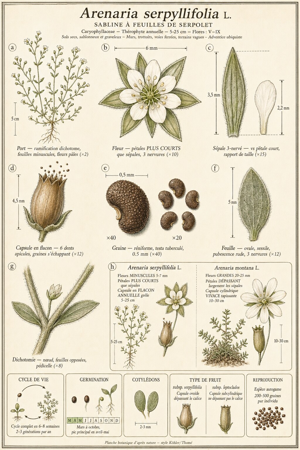 Planche botanique SABLINE À FEUILLES DE SERPOLET