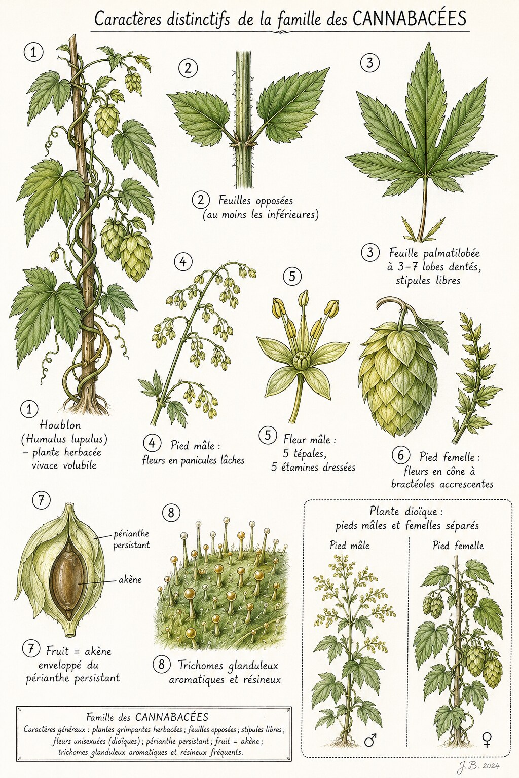 Planche des caractères distinctifs de la famille des Cannabacées
