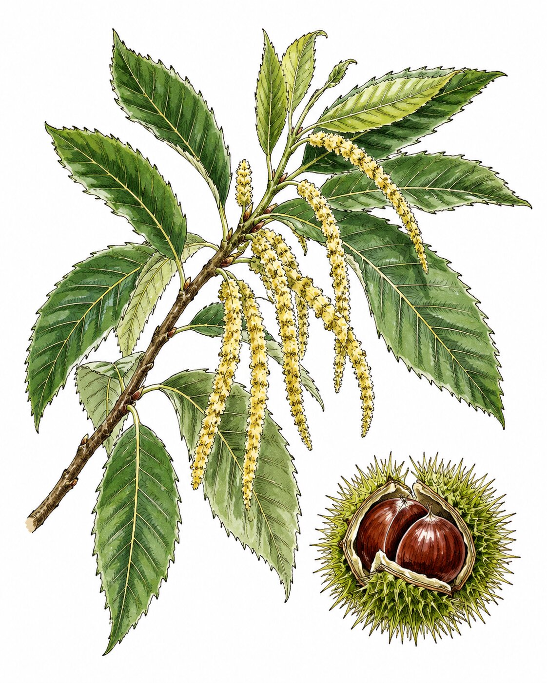 Dessin — Castanea sativa (Châtaignier)