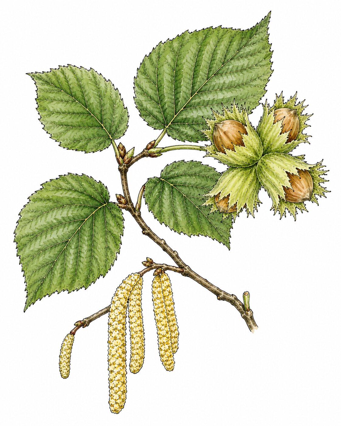 Dessin — Corylus avellana (Noisetier)