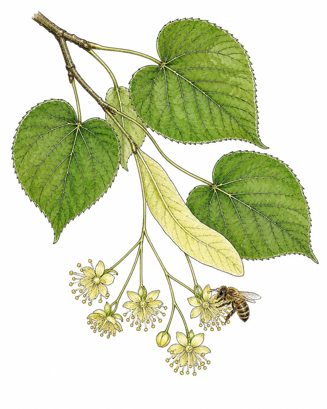 Dessin — Tilia cordata (Tilleul)