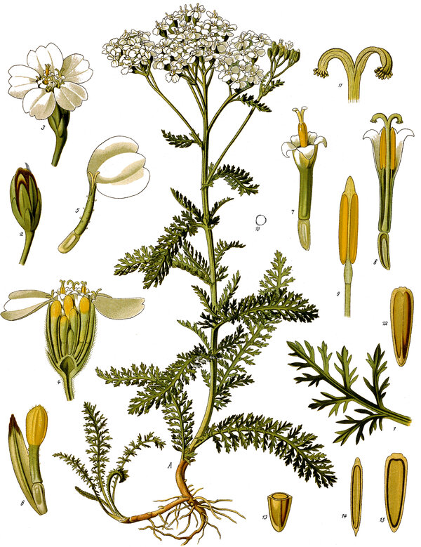 Achillea millefolium — planche Köhler (1887)